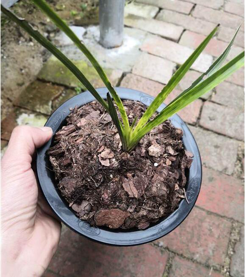 兰花新叶发黑怎么回事,兰花叶片发黄的原因和处理方法