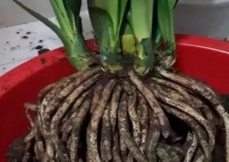 君子兰怎么移盆容易成活率高,君子兰多株在一起还是分株长得快