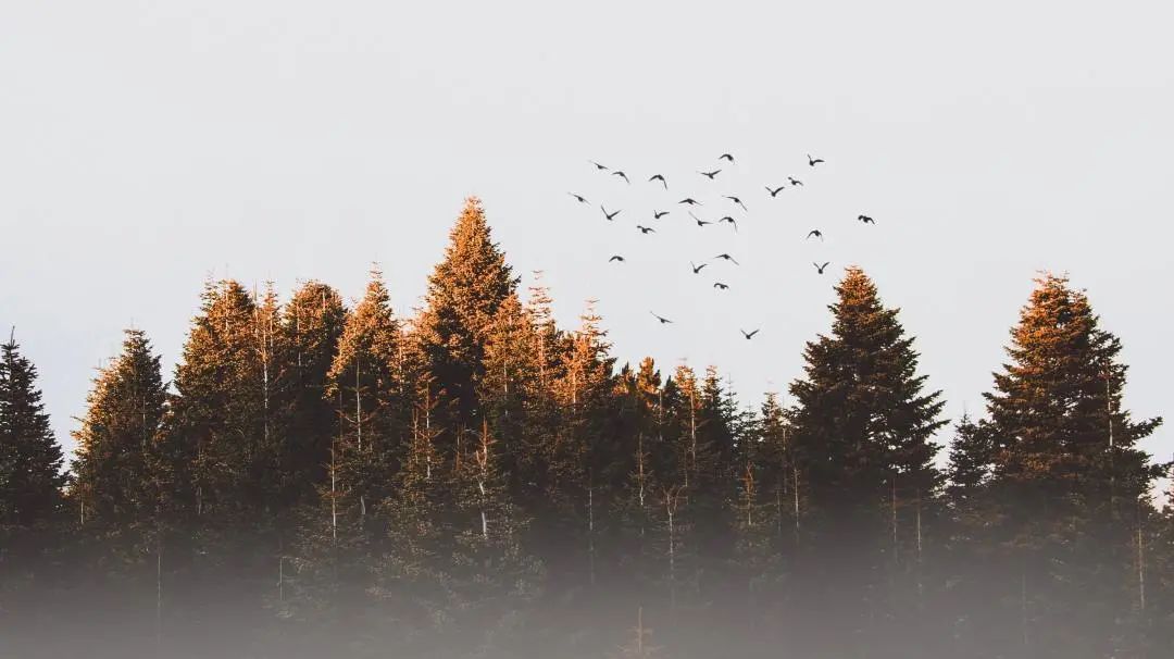 刘力红五行针法完整视频,刘力红五行针