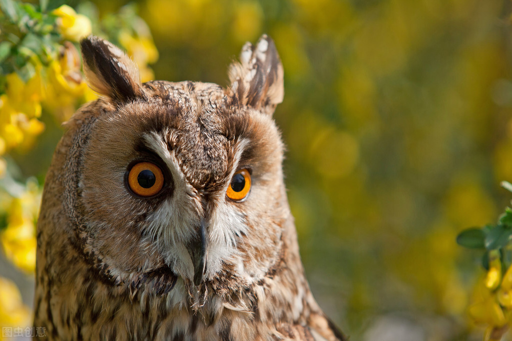 一只被鸡养大的鹰,一只被老鹰养大的鸡