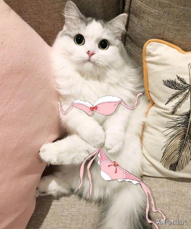 可爱治愈系猫咪图片,治愈猫咪照片橘猫