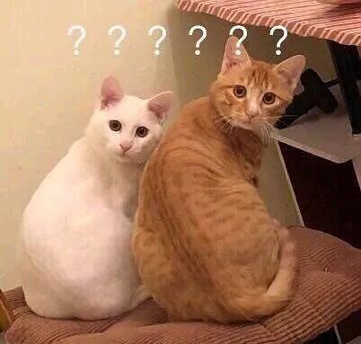 猫乱尿怎么办视频最火,猫乱尿怎么办有什么办法