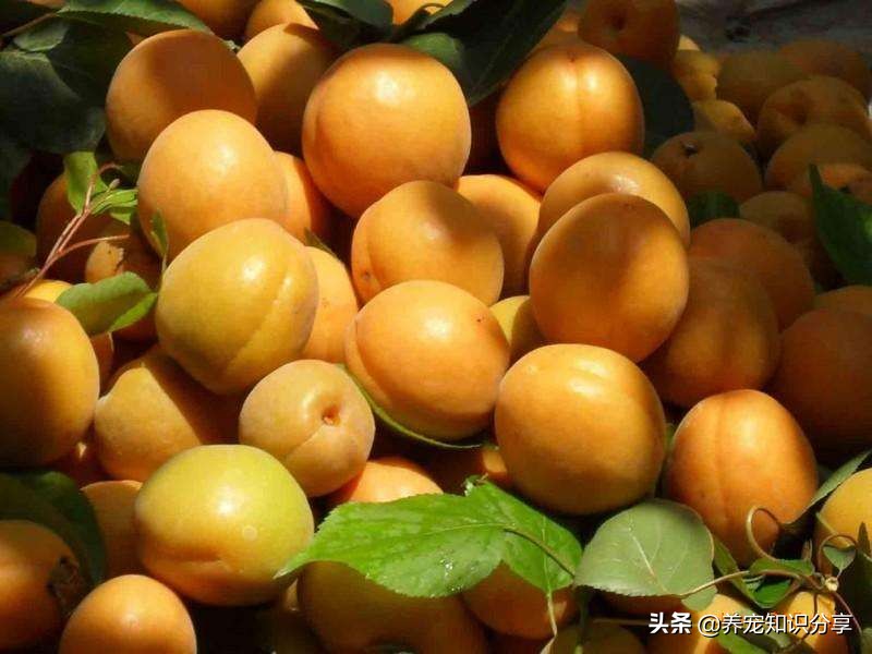 哪些水果狗狗吃了不上火,哪些水果狗狗不能吃