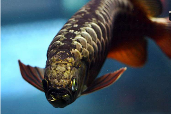 金龙鱼清香稻为什么贵,比金龙鱼还贵的鱼