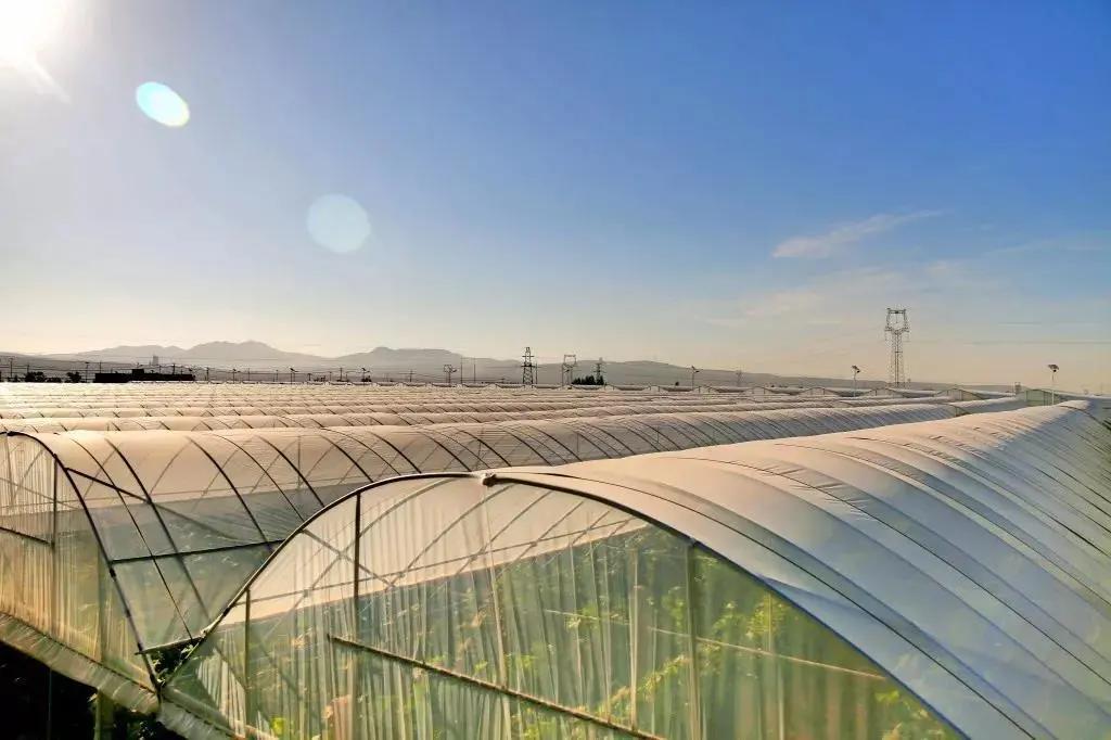 参展企业介绍,参展种业博览会的公司