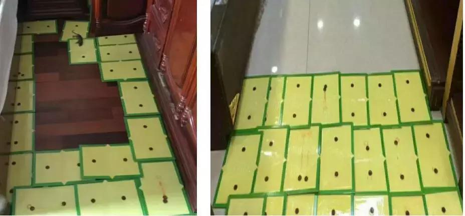 粘鼠板防止老鼠爬墙,老鼠克星强力粘鼠板