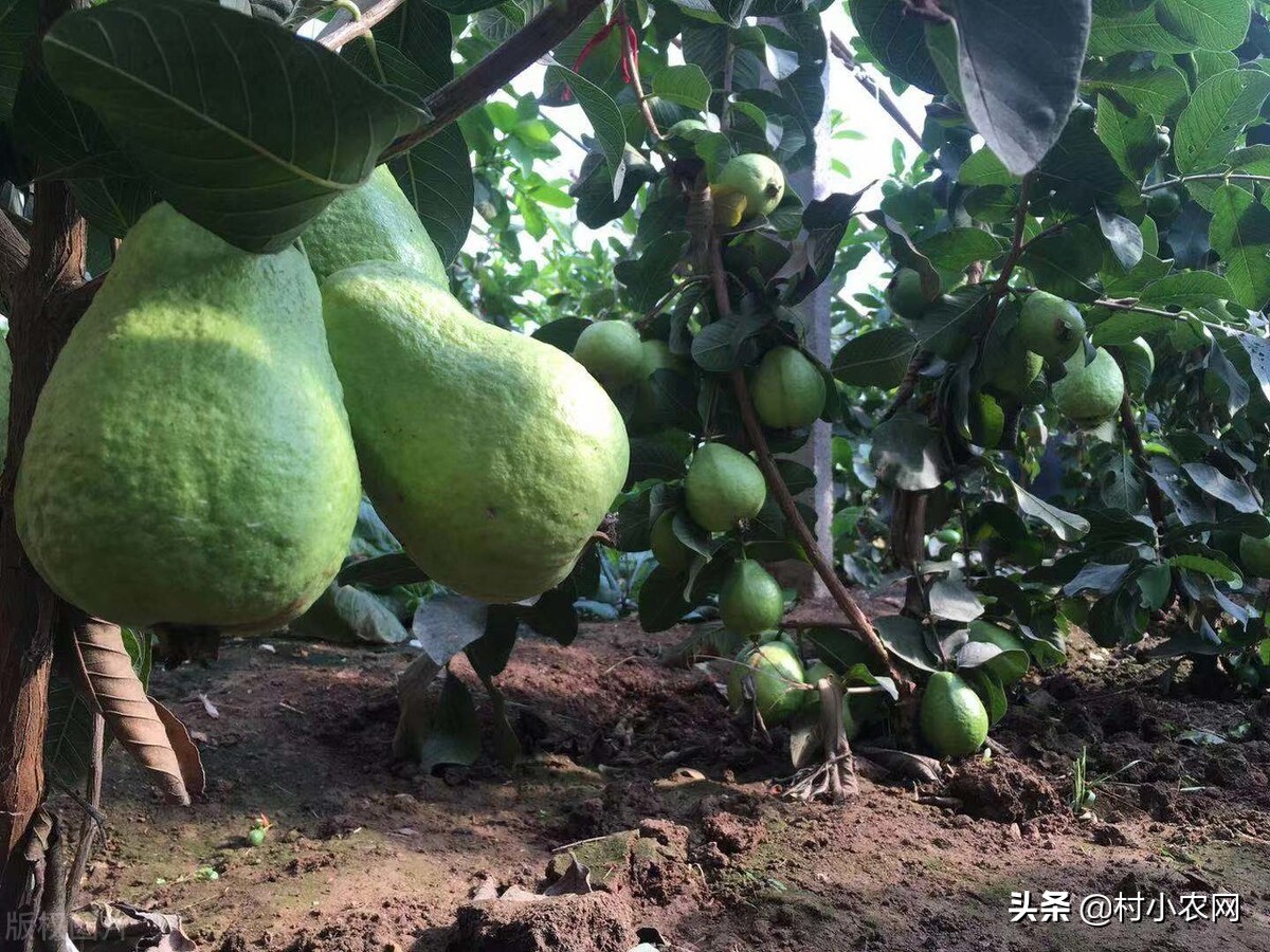 在农村创业九大赚钱项目,如果在农村创业适合做什么项目