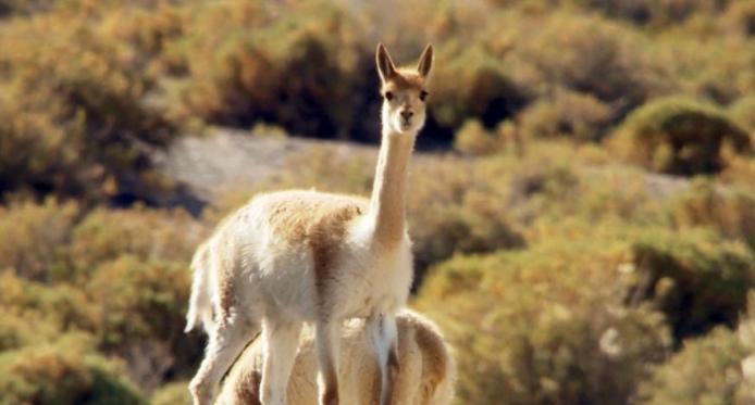 什么样的价格才能买到真的羊绒衫,几百块羊绒和几十块羊绒衫的区别