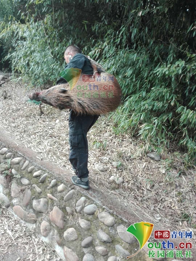 野猪深夜现身校园被捕获,野猪闯入校园被民警击毙