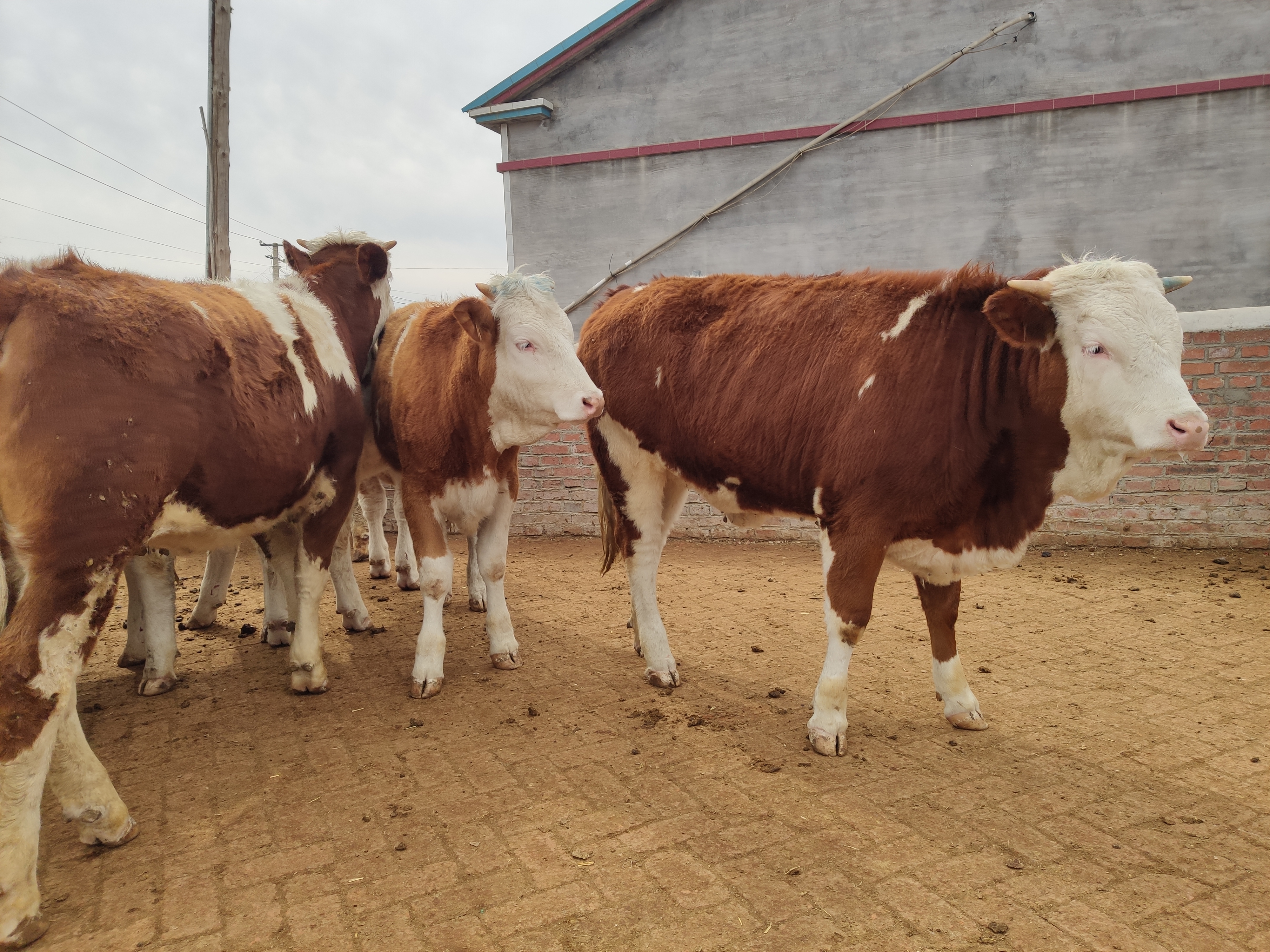 2022年养牛行情走势预测,2022年养牛的行情前景如何