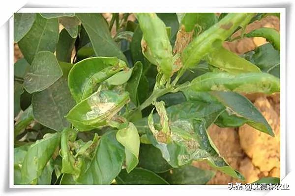 柑橘病虫害识别软件,天天学农柑橘病虫害