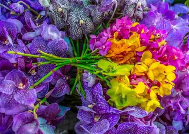 亚洲最大花市宛如仙境,中国最牛的花市