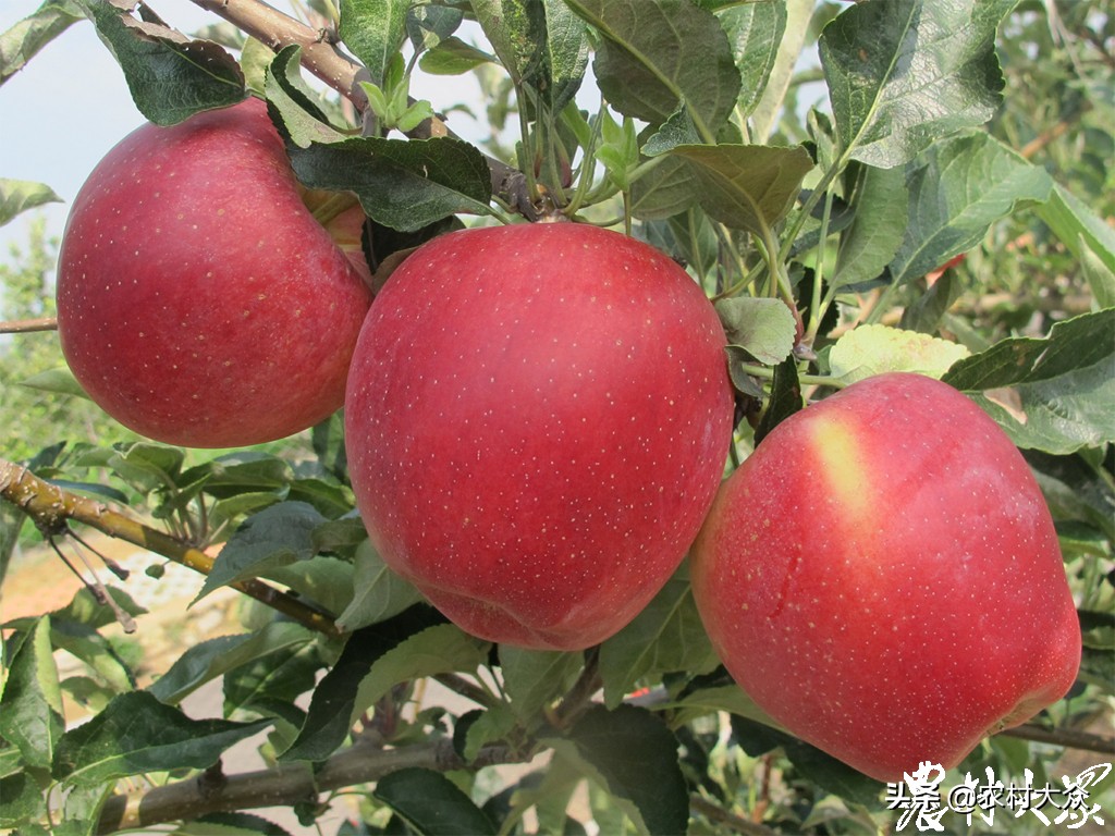 苹果新品种鲁丽,花10000买苹果最新款有必要吗