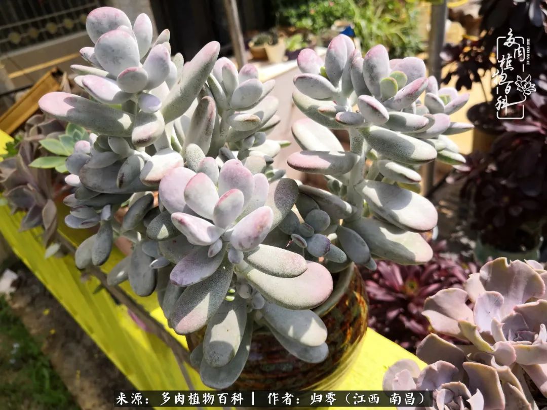 人生转个弯，在小院遇见落入凡间的多肉小精灵