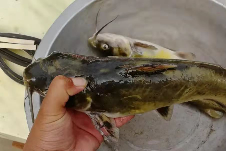 黄鸭叫的钓法及打窝技巧,黄鸭叫用什么鱼饵最好钓