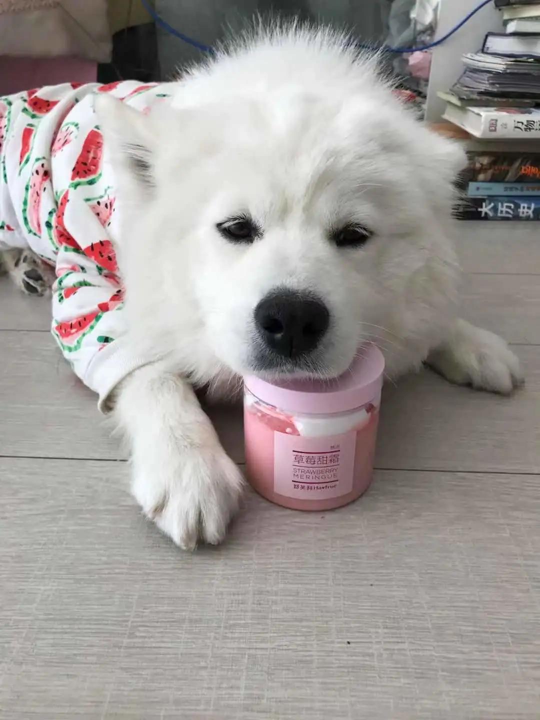 男生猛犬穿女装,男生细狗穿女装