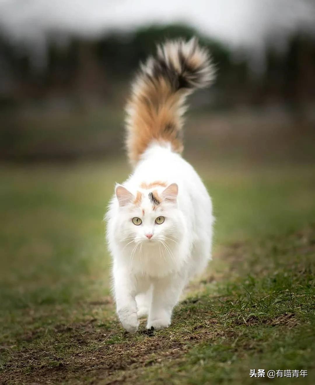 漂亮的三花猫欣赏,最迷人的三花猫