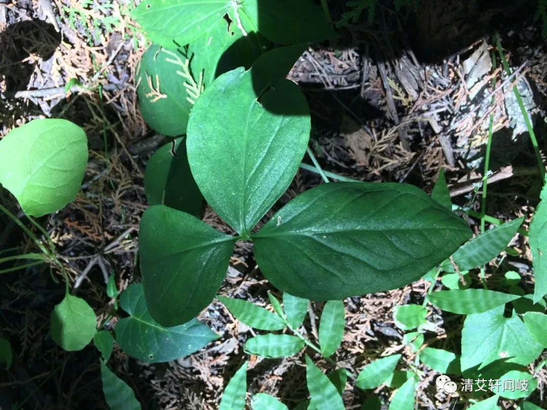 半夏中毒解救方法及解药,半夏中毒喉咙的症状及解救