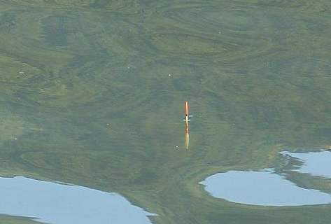 为什么钓鲤鱼跑铅一直没有口,钓鲤鱼老是跑鱼是不是抬竿过早