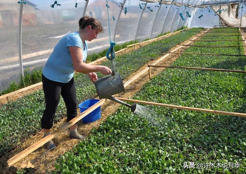 月季长得太高能用矮壮素吗,月季长得一边高一边矮怎么办