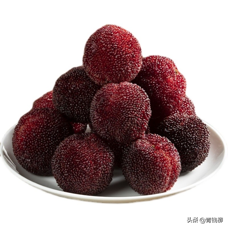 文成杨梅品牌介绍,东魁杨梅生产标准化规程