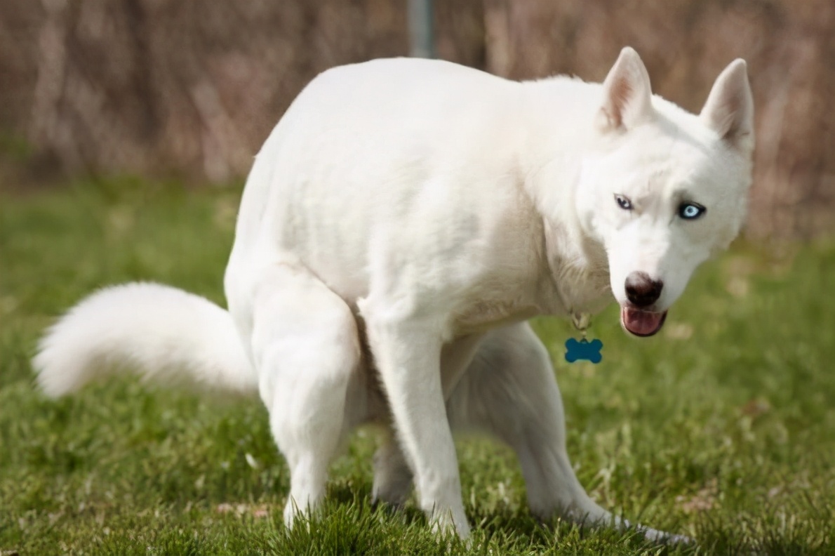狗大便前为什么要转圈圈,为什么狗拉屎前转圈圈