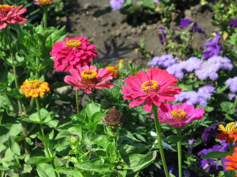 郁郁葱葱的多肉植物,适合阳光足的一年四季开花的植物