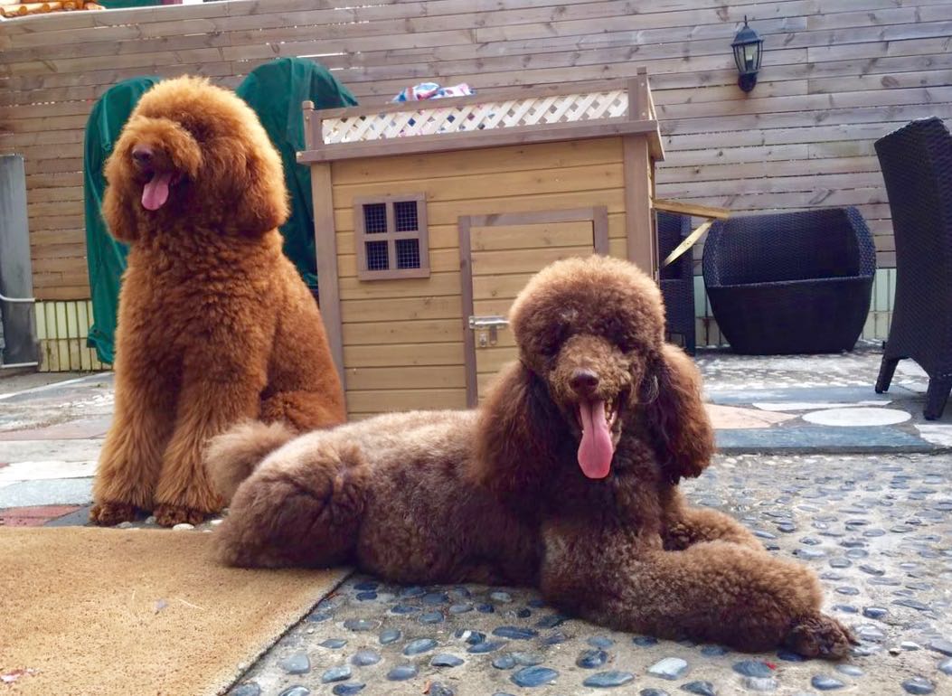 巨型贵宾犬怎么才能养胖,瘦巨型贵宾犬