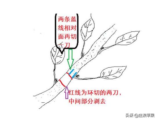 果树环切促增产技术,枣树环割增产增收