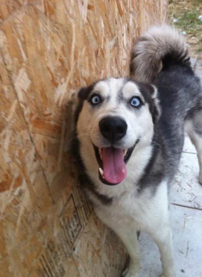 拆二代该有的样子,拆二代二哈