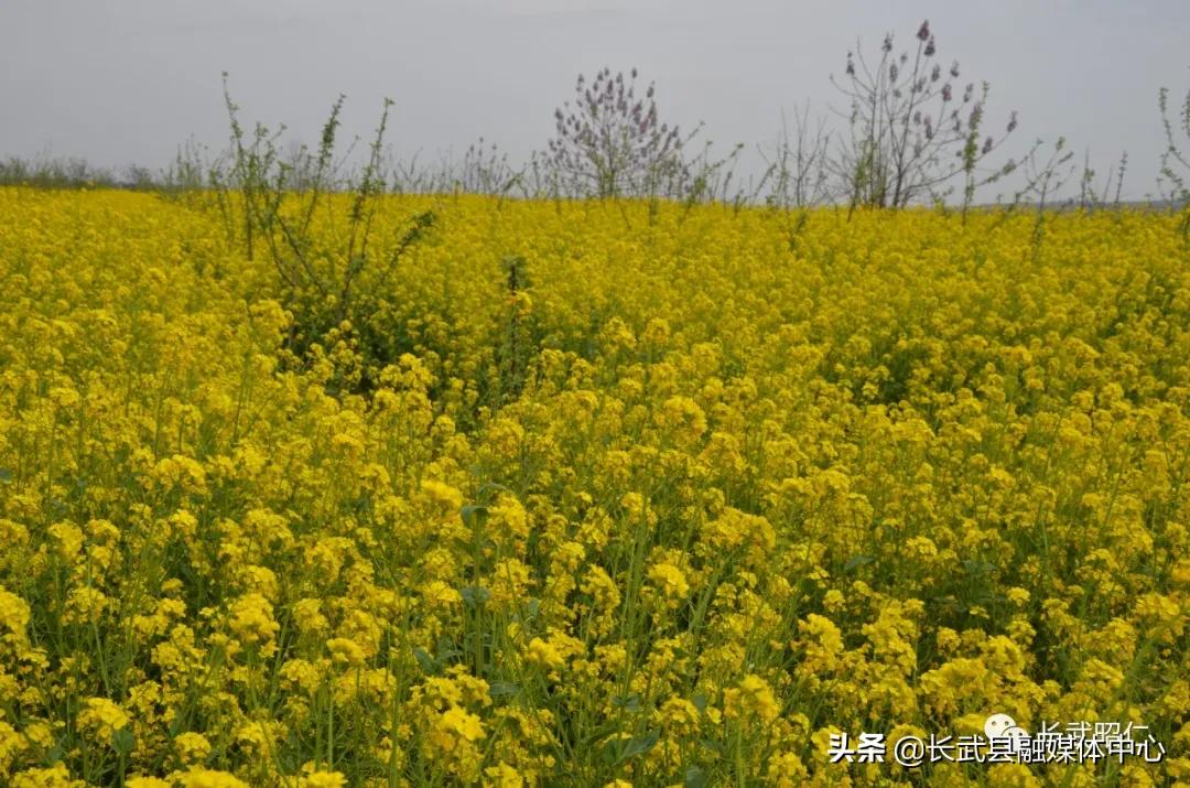 香椿炒鸡蛋的营养价值,冻过的香椿怎样炒鸡蛋