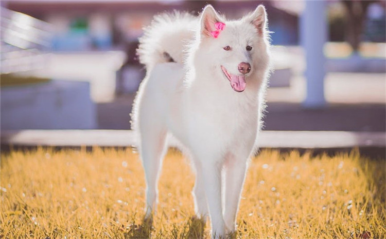 狗狗也会来例假,狗狗初次来月经要怎么护理