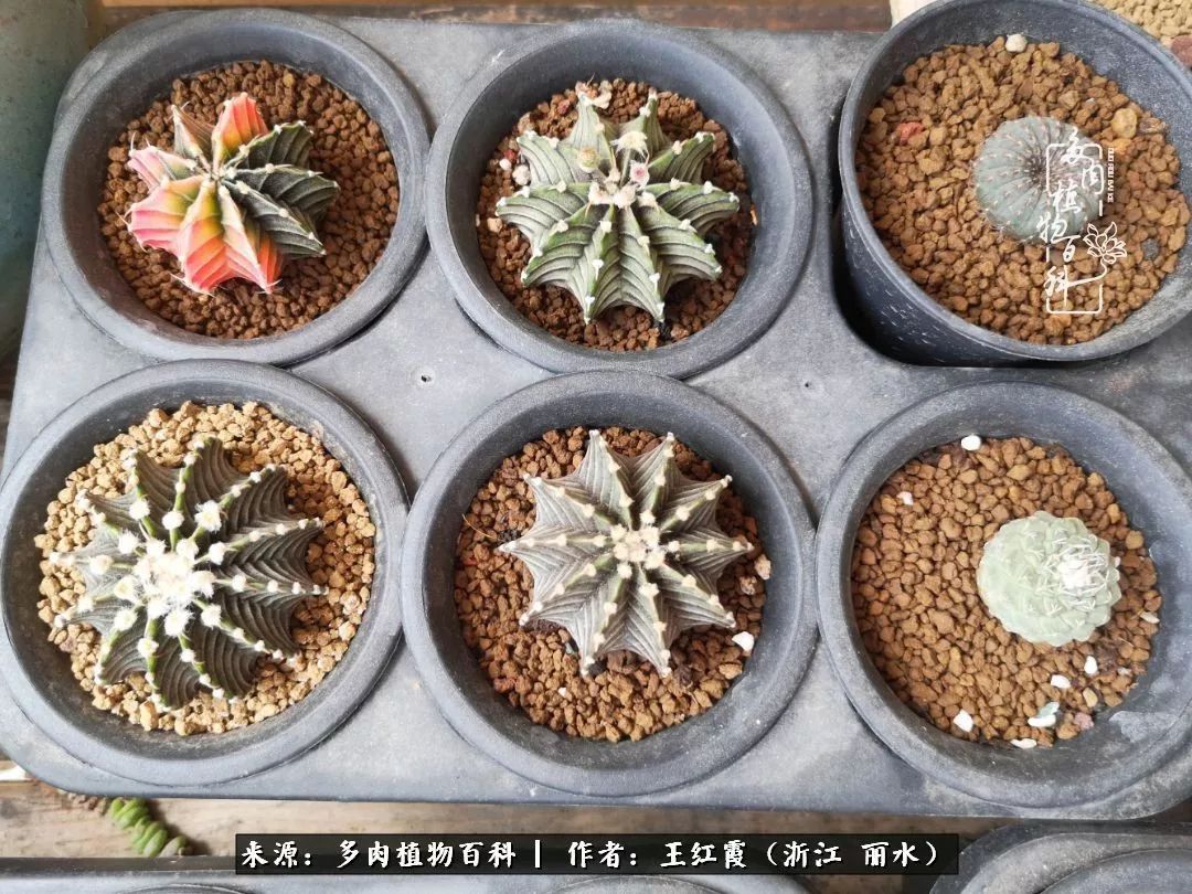 仙人球露养条件,仙人球的露养方法