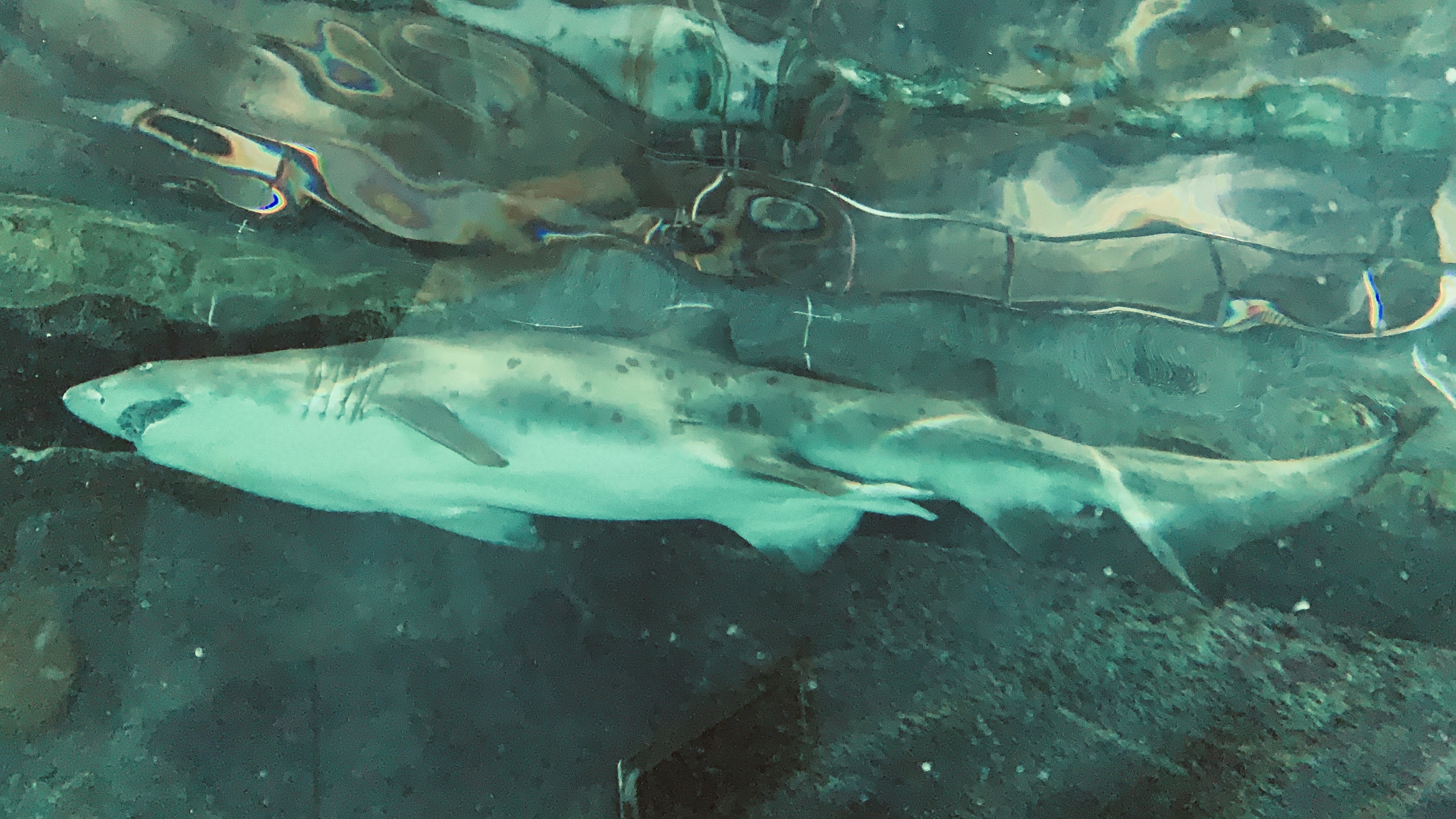 北京富国海底世界周围景点,工体富国海底世界游览攻略