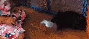 爆笑gif为了我的八块腹肌拼了,成年人幽默搞笑gif图片带字