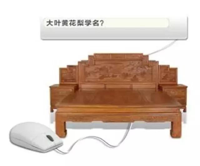 大叶黄花梨是什么样的,大叶黄花梨和白酸枝