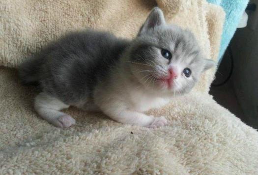 怎样买到纯血统美短,买纯种英短