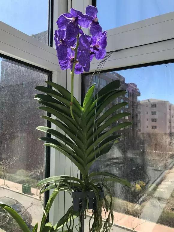 哪种兰花易开花又好养,最容易开花的兰花一年开多次