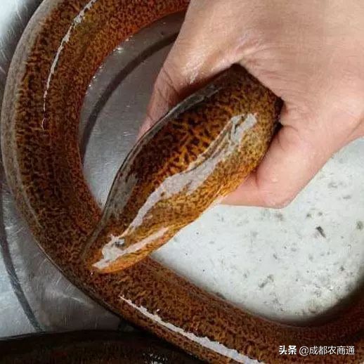 黄鳝鱼养殖技术与利润,黄鳝养殖技术和池子的建造