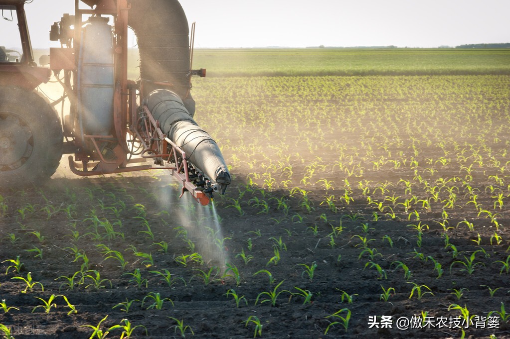 玉米和水稻对锌很敏感，巧施、巧喷、巧用能增产