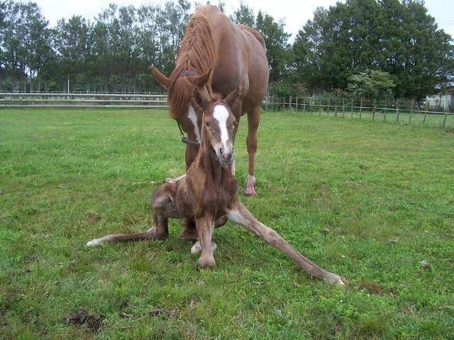 孕期吃什么胎儿头会大,孕妈胎儿头大怎么办
