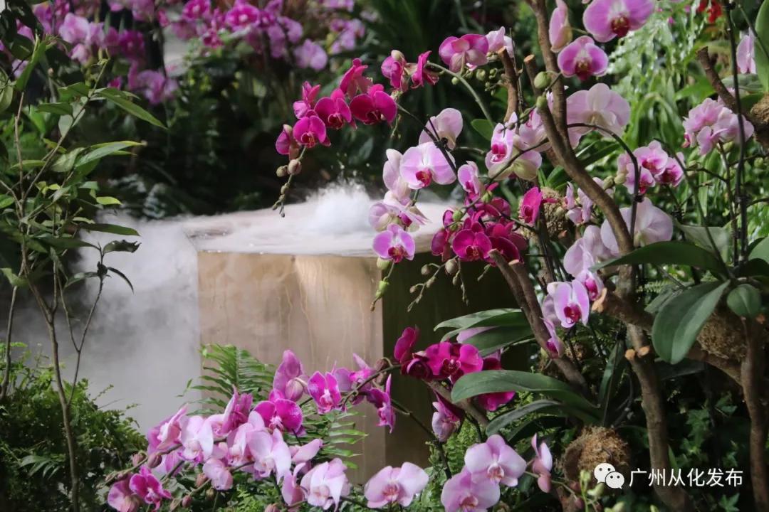 广州从化打造现代花卉产业,从化花卉产业基地