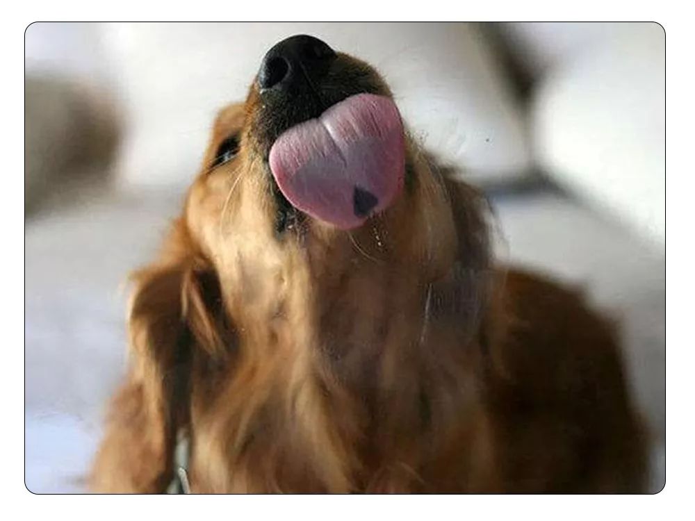 苏州2019宠物展,苏州宠物展2021免费领取门票