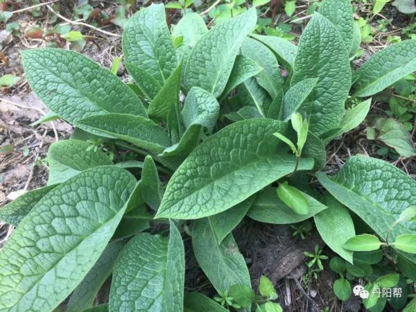 国家级非物质文化膏药,非遗膏药的历史价值