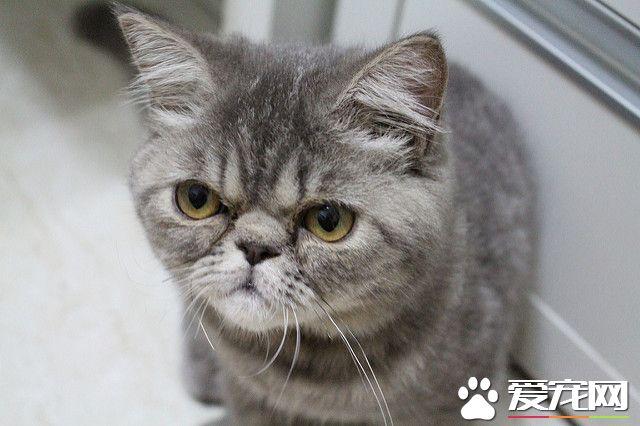 想养猫咪但是对猫咪过敏怎么办,对猫咪过敏经常给猫咪洗澡有用么