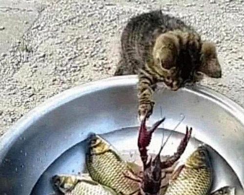 狗子偷偷吃零食被另一只狗狗发现,狗子偷吃巧克力被女子发现