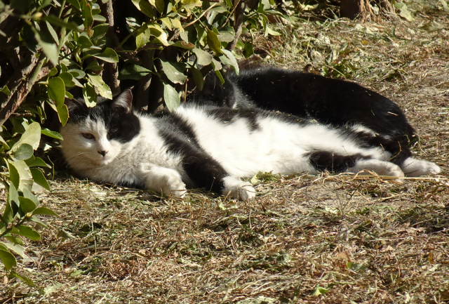 索尼hx99长焦测评,索尼口袋相机qx10