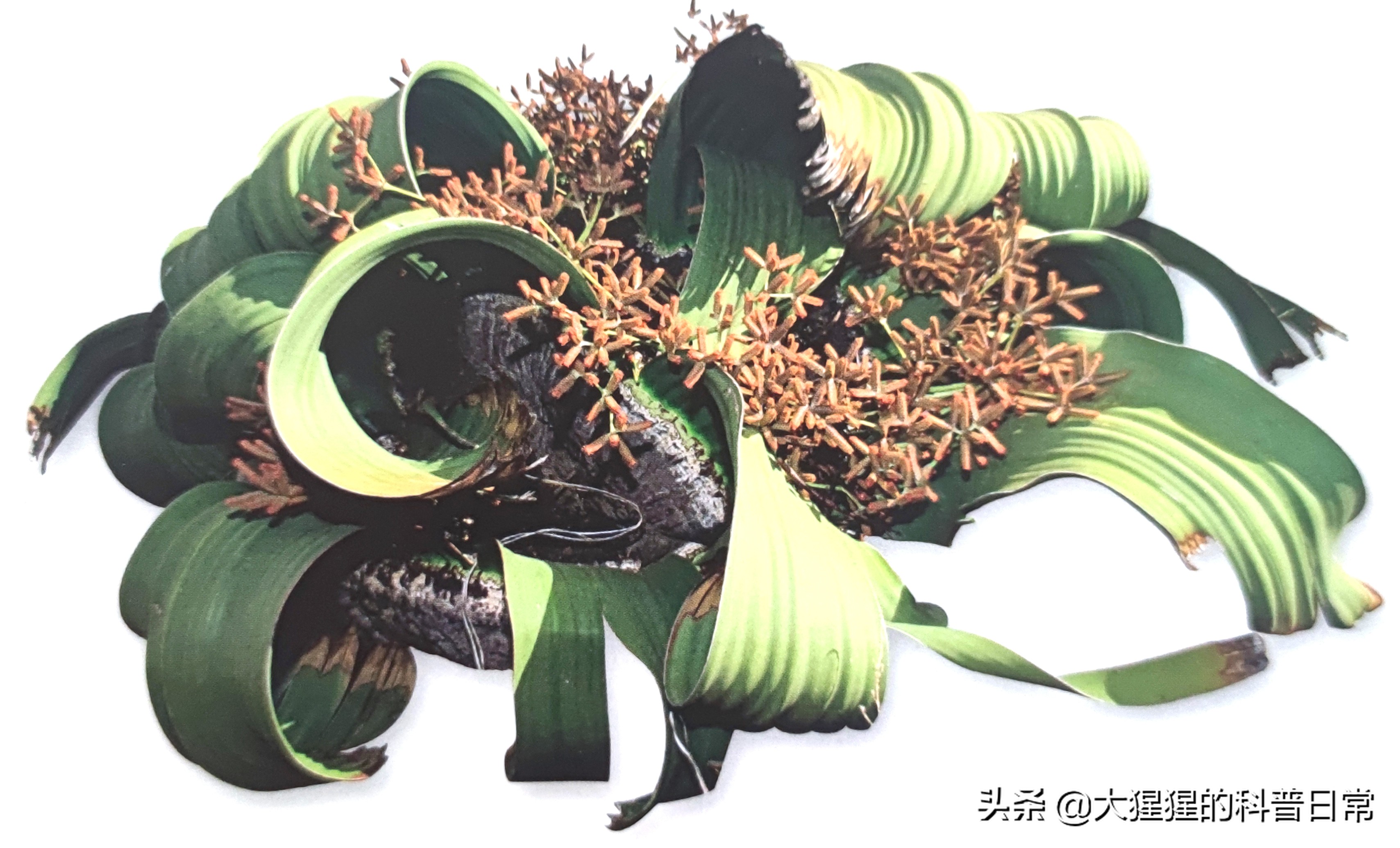 银杏的植物类群,银杏苏铁雪松水杉是裸子植物吗