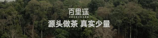 冰岛五寨哪个寨的冰岛茶最好,冰岛五寨普洱茶的口感