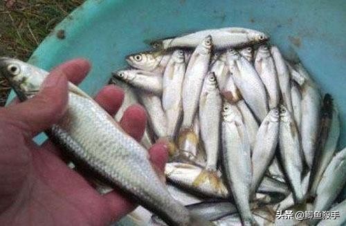 拉白条鱼,拉白条技巧视频教程